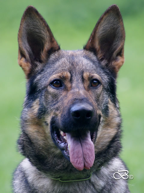 elite protection dogs for sale