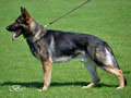 Elite Protection Dog - Xero