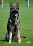Elite Protection Dog - Xero